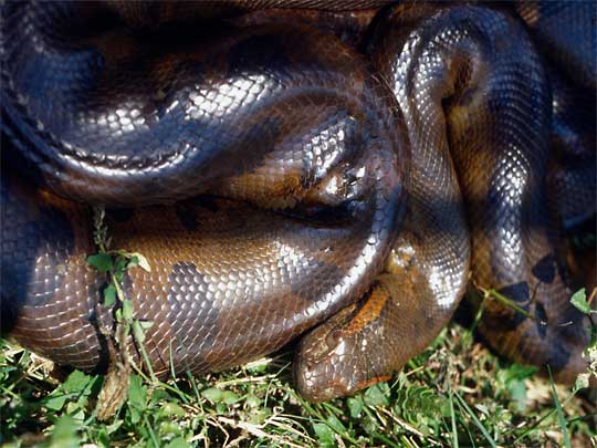 In the photo: the savannas and plains of Los Llanos in Venezuela