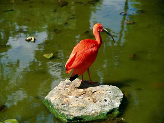 In the photo: wildlife of Suriname