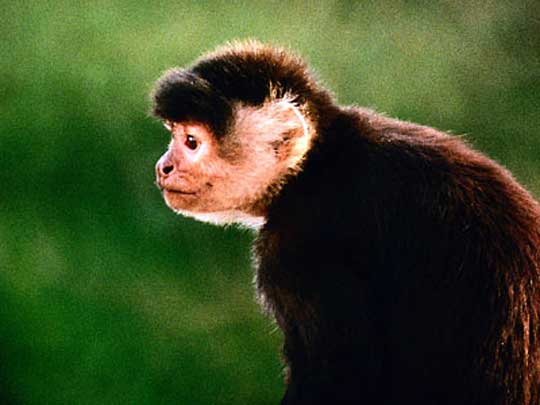 In the photo: the capital of Suriname, Paramaribo