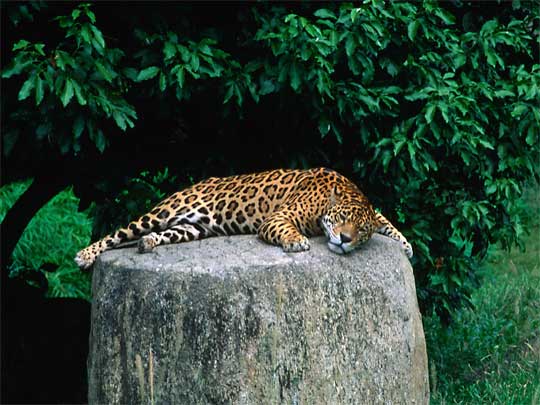in the photo: Caracas, the capital of Venezuela