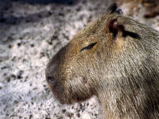 In photo; Tapir in Manaus, the River Amazon 