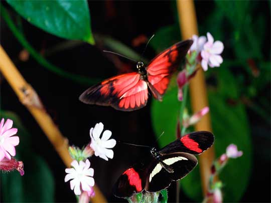 in the photo: eco tours to   Peninsula Osa  in Costa Rica