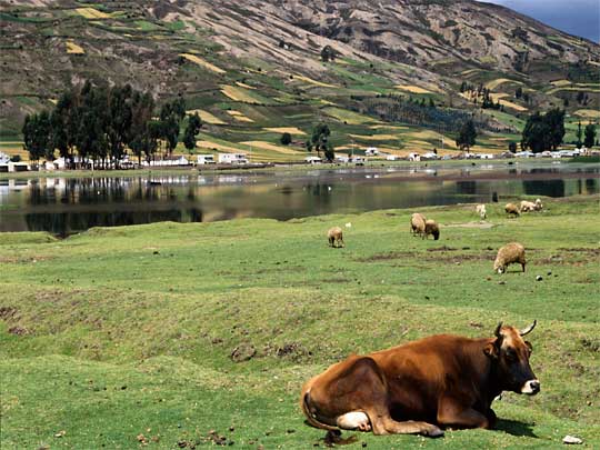 in the picture: Puerto Viejo de Talamanca in Costa Rica