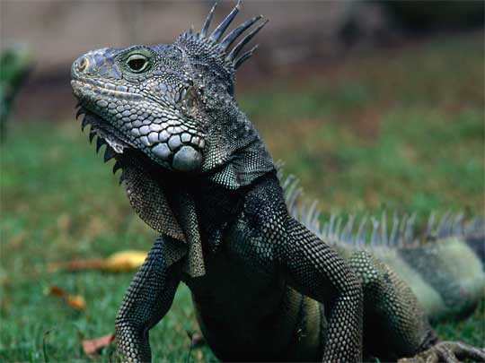 In the photo: the city of Guayaquil in Ecuador