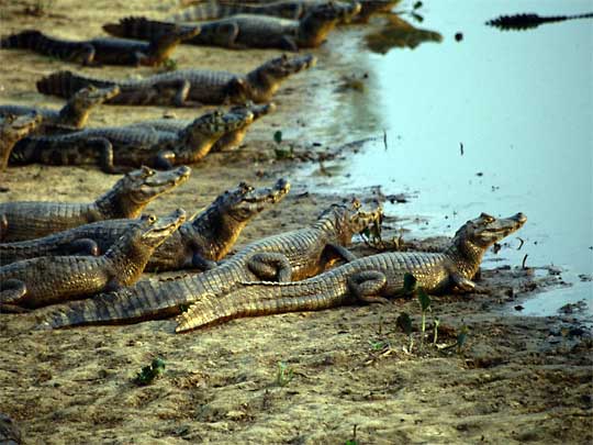 in photo: The Pantanal National park in Brazil 
