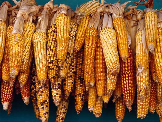 In the photo: corn in one of the shops of Honduras