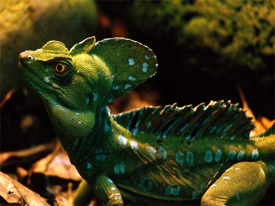 in the photo: San José,the capital of Costa Rica 