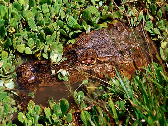 In the photo: the savannas and plains of Los Llanos in Venezuela