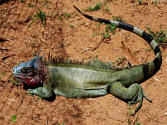 In the photo: the savannas and plains of Los Llanos in Venezuela