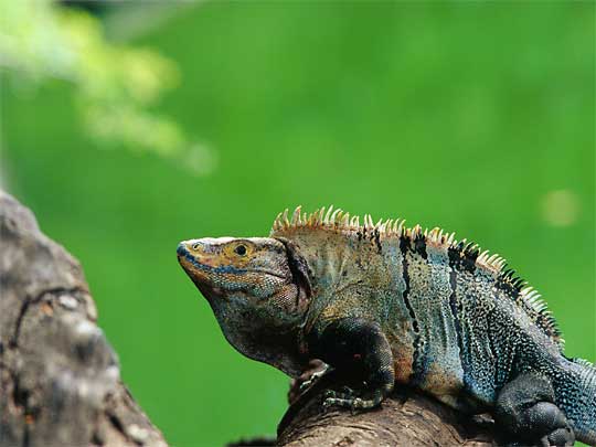 In the photo: the city of Liberia in Costa Rica (Guanacaste province)