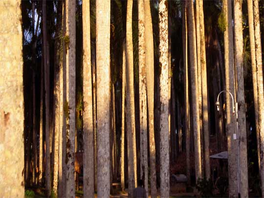 In the photo: the capital of Suriname, Paramaribo