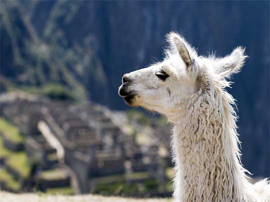 In the photo: the ancient Inca city of Machu Picchu in Peru