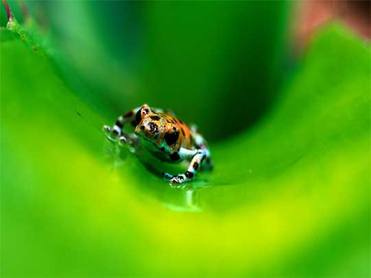 In the photo: Bocas del Toro Archipelago in Panama