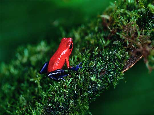 in the picture: Puerto Viejo de Talamanca in Costa Rica