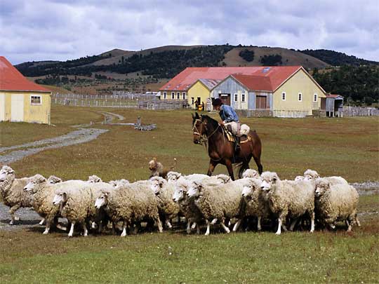 in the photo:  Punta Arenas in Chile (Patagonia)