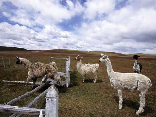 in the photo:  Punta Arenas in Chile (Patagonia)