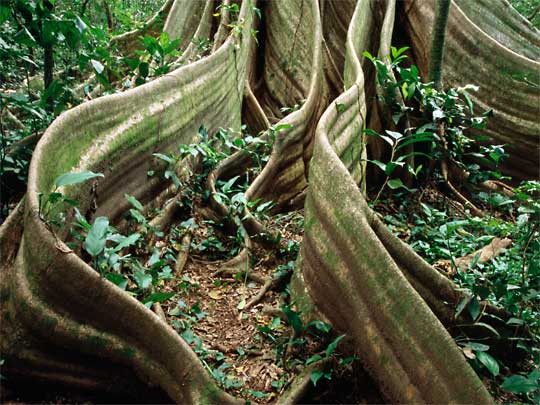 in the photo: Monteverde cloud forests in Costa Rica (Santa Elena)