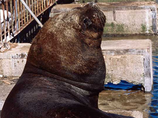in the photo: Valdivia in Chile