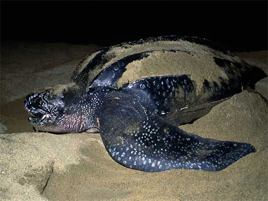 In the photo: wildlife of Suriname