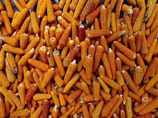 In the photo: San Cristobal de Las Casas in Mexico