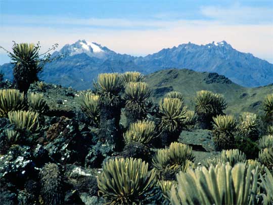 in the photo: Merida in Venezuela
