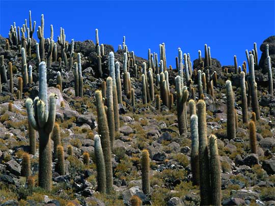 in photo:  Cactus forests in Bolivia, Uyuni Salt Flats 