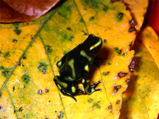 In the photo: wildlife of Suriname