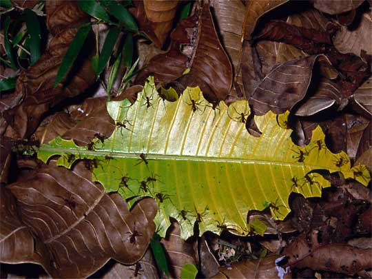 in the photo: eco tours to   Peninsula Osa  in Costa Rica