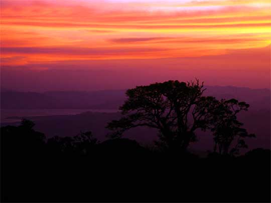 in the photo: Monteverde cloud forests in Costa Rica (Santa Elena)