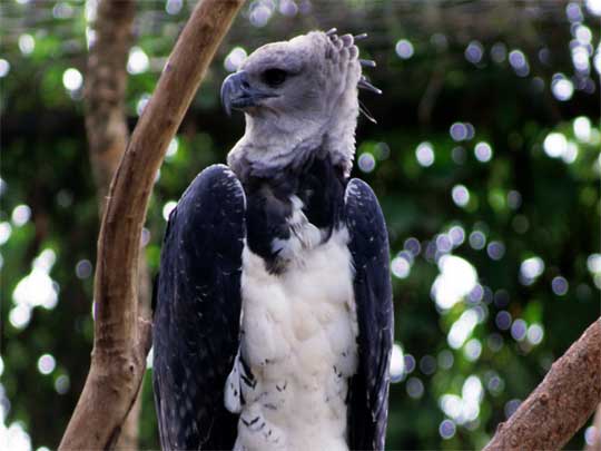 In the photo: wildlife of Suriname