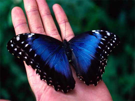 in the photo: Monteverde cloud forests in Costa Rica (Santa Elena)