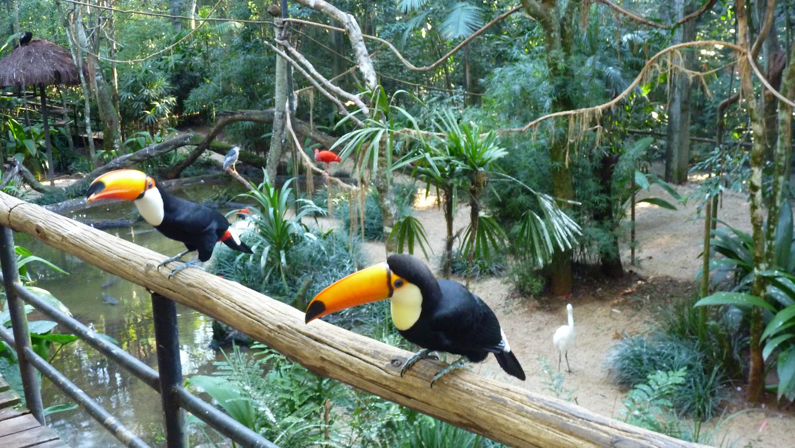 in photo: Bird park in Foz do Iguaçu, Brazil 