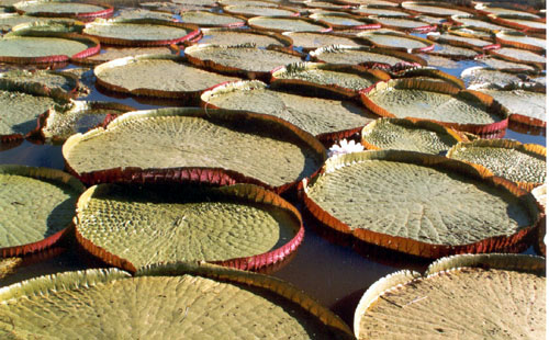 in photo: The Pantanal National park in Brazil 