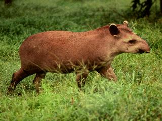 in photo; capybara in Brazil