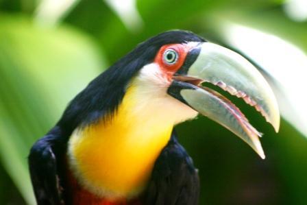 in photo: Curitiba, Brazil