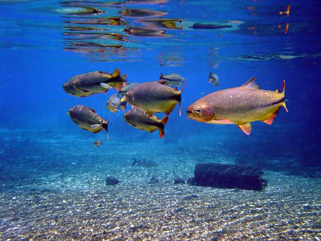 in photo: Sea Resort Jericoacoara in Brazil 