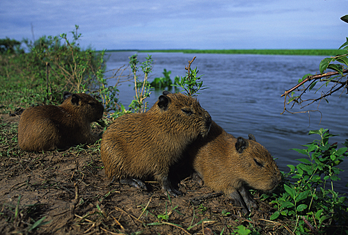 In the photo: the island  in  Venezuela