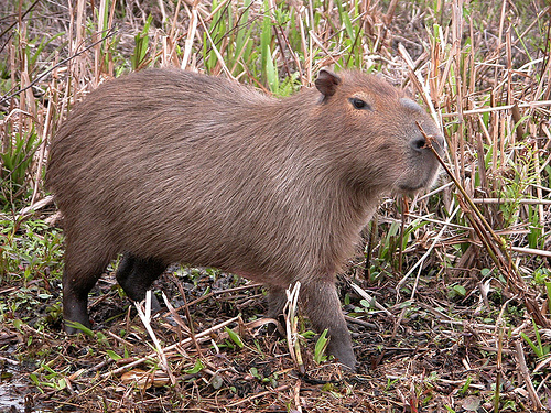 In the photo: tapir in Uruguay
