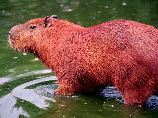 In the photo: Ecotourism in Paraguay