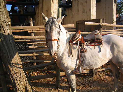 in the photo: on a ranch in Chile