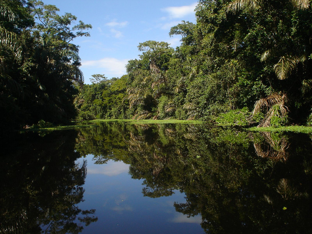 In the photo: Tortuguero Canals (National Park) in Costa Rica