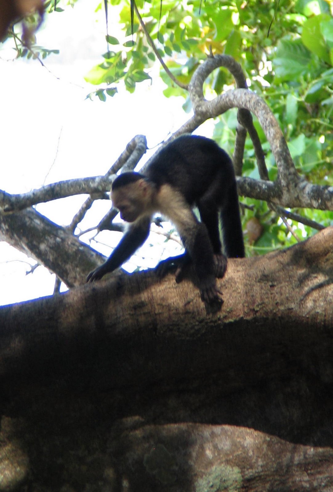 In the photo: Manuel Antonio Resort in Costa Rica