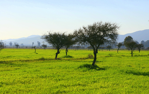 In the photo: ranches and steppes in Chile