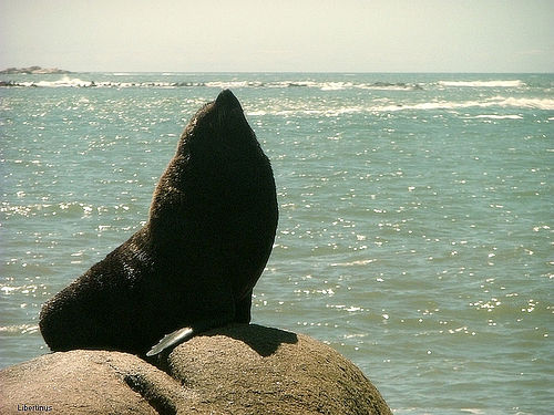 In the photo: whale watching in Uruguay