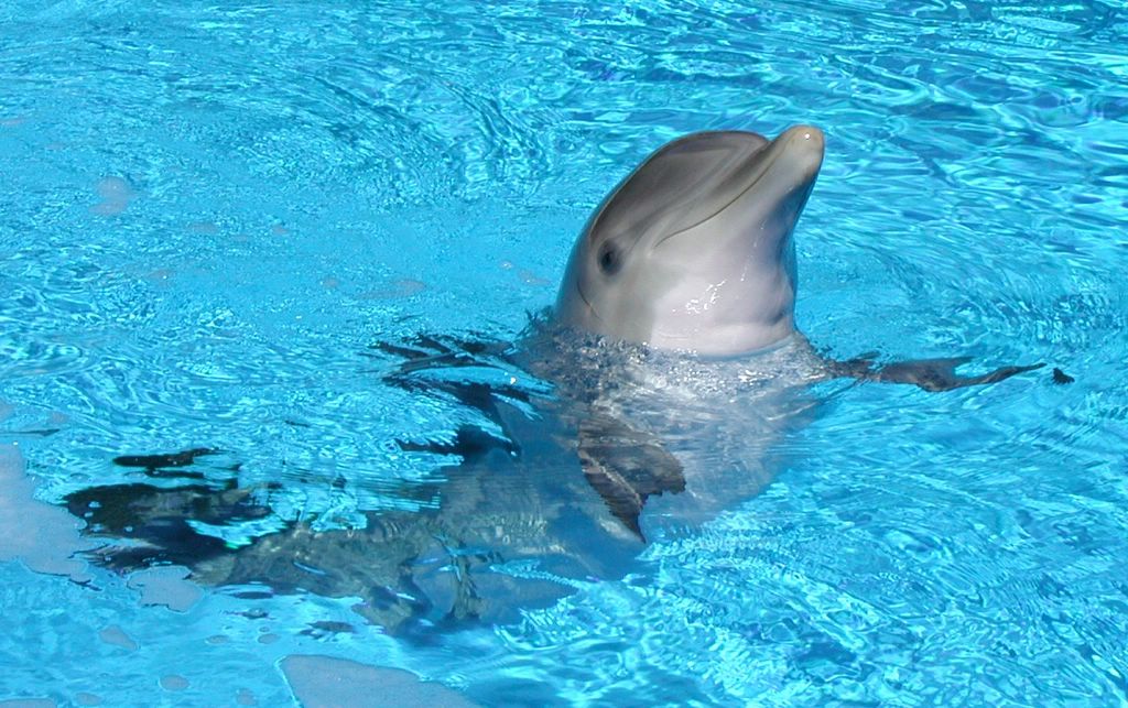 in photo: Dolphins in Brazil