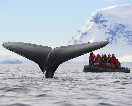 In the photo: cruises and whale watching  in Antarctica