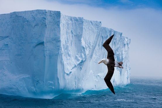 In the photo: icebergs in Antarctica