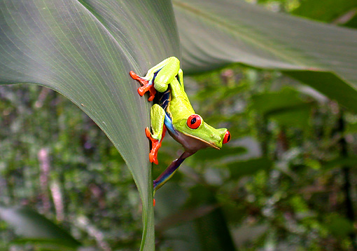 In the photo: a tree frog in the forests of Costa Rica