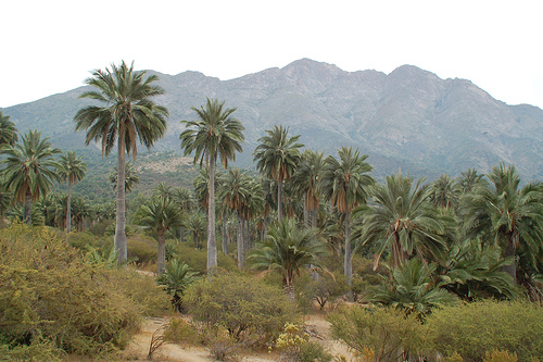 In the photo: mountains in Chile