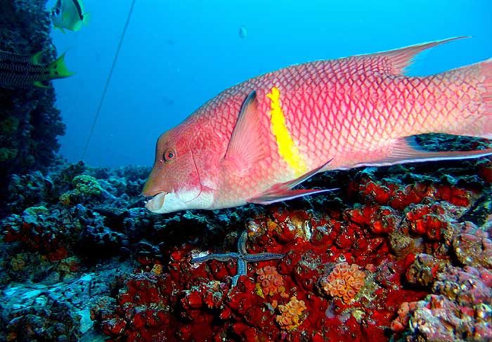 In the photo: Manuel Antonio Resort in Costa Rica